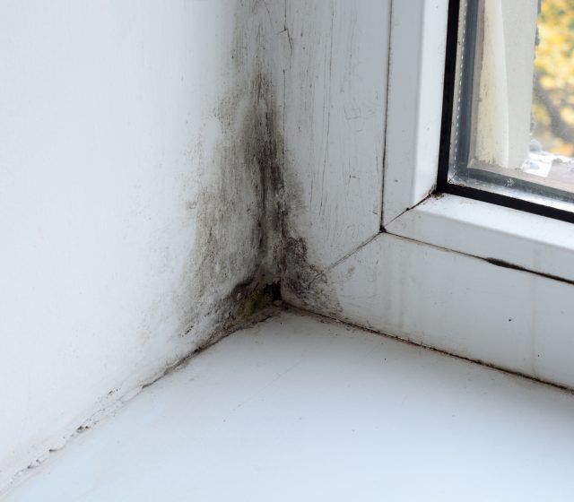 Australia Must Stop Mould in Homes