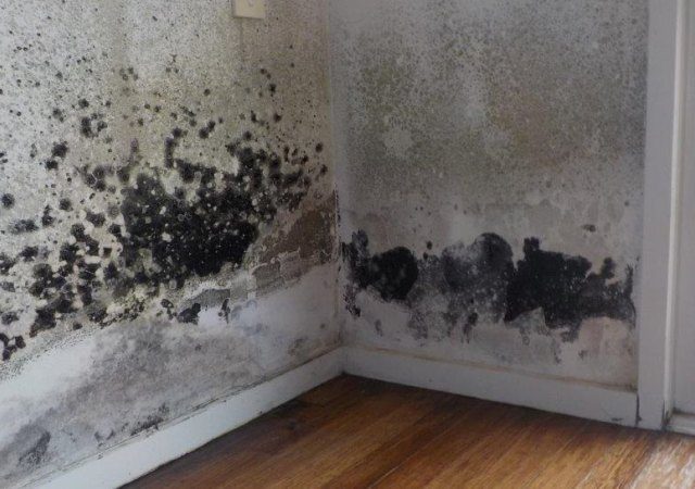The Law Surrounding Mould in Buildings