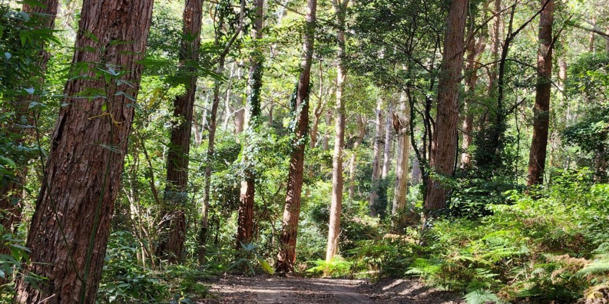 https://sourceable.net/native-forestry-is-essential-to-nsw/