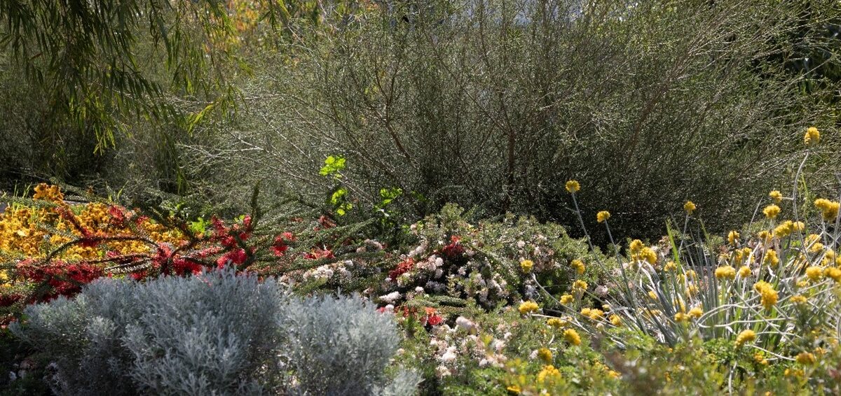 https://sourceable.net/where-have-all-the-shrubs-gone-landscape-architectures-missing-middle/