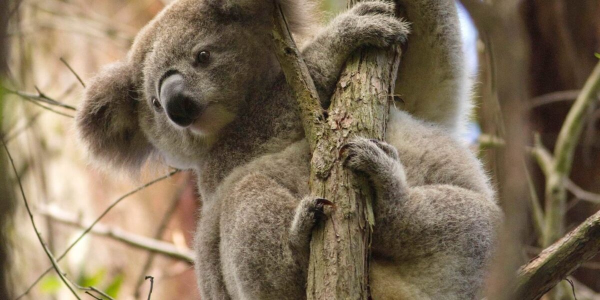 https://sourceable.net/great-koala-national-park-could-kill-off-aussie-housing-dream-timber-community-body/