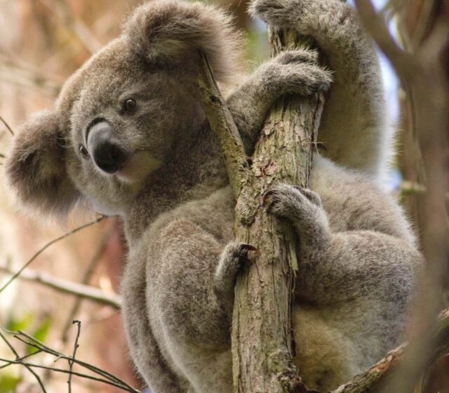 Great Koala National Park could kill off Aussie housing dream: timber community body
