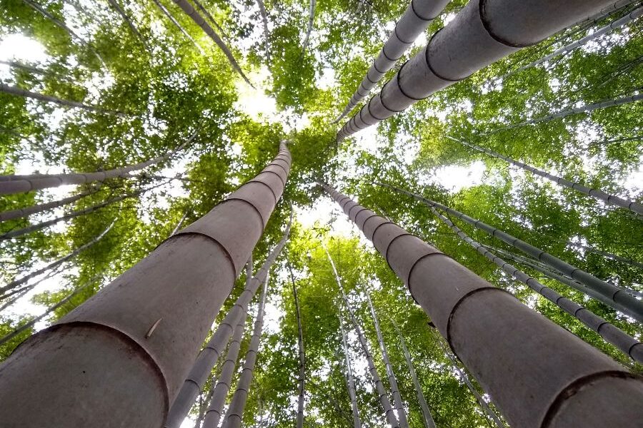 https://sourceable.net/structural-engineered-bamboo-the-next-frontier-in-building-materials-innovation/
